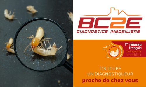 INFOS Termites BC2E juillet2024